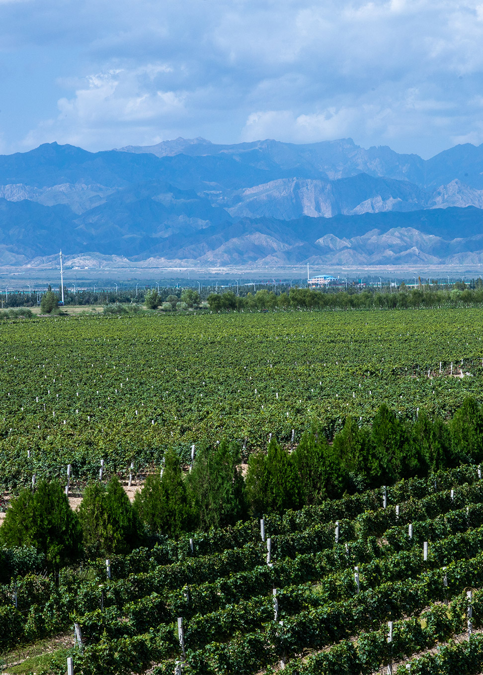 Domaine Chandon: Targeting a niche market - Asian Wine & Spirits - The Silk  Route