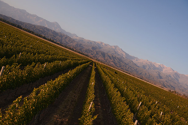 Domaine Chandon California, sparkling wines - Wines & Spirits – LVMH