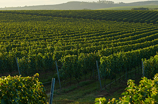 Cheval Blanc intègre la branche Vins & Spiritueux du groupe LVMH