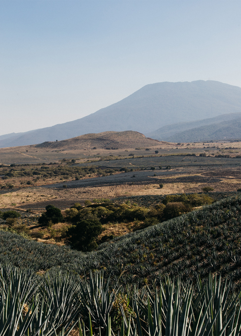A New Era Of Tequila - Julien Morel about Volcán de mi Tierra 