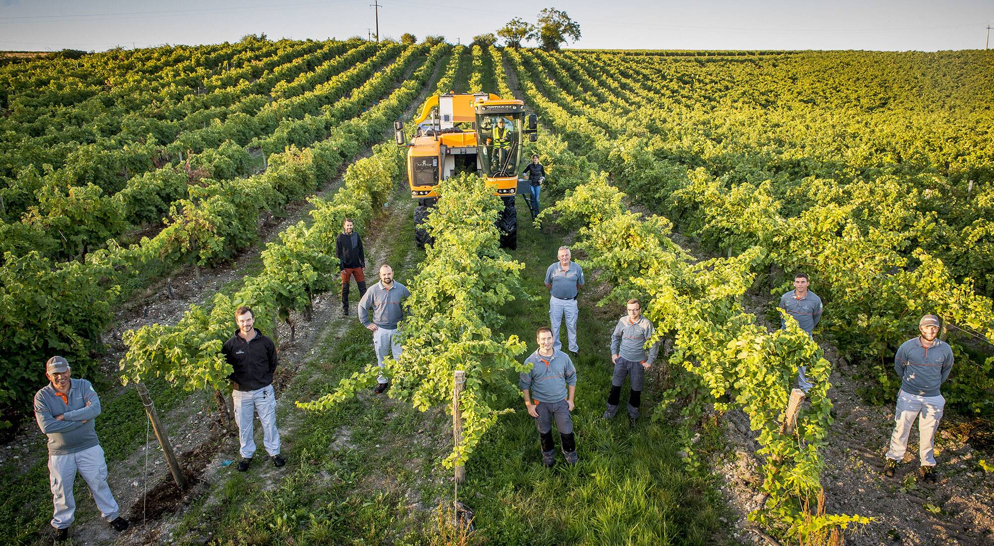В сентябре был собран рекордный урожай. Сбор урожая винограда. Сбор винограда на виноградниках. Урожай винограда. Сбор урожая в Италии.