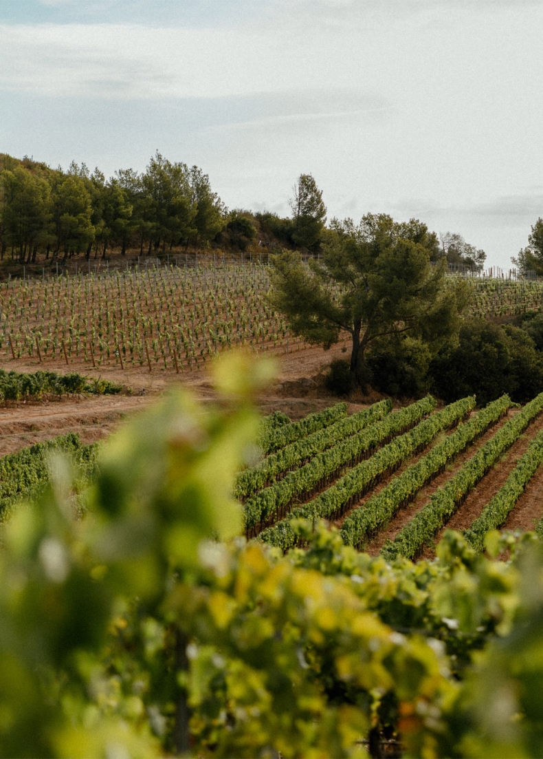 LVMH Acquires California's Joseph Phelps Vineyards