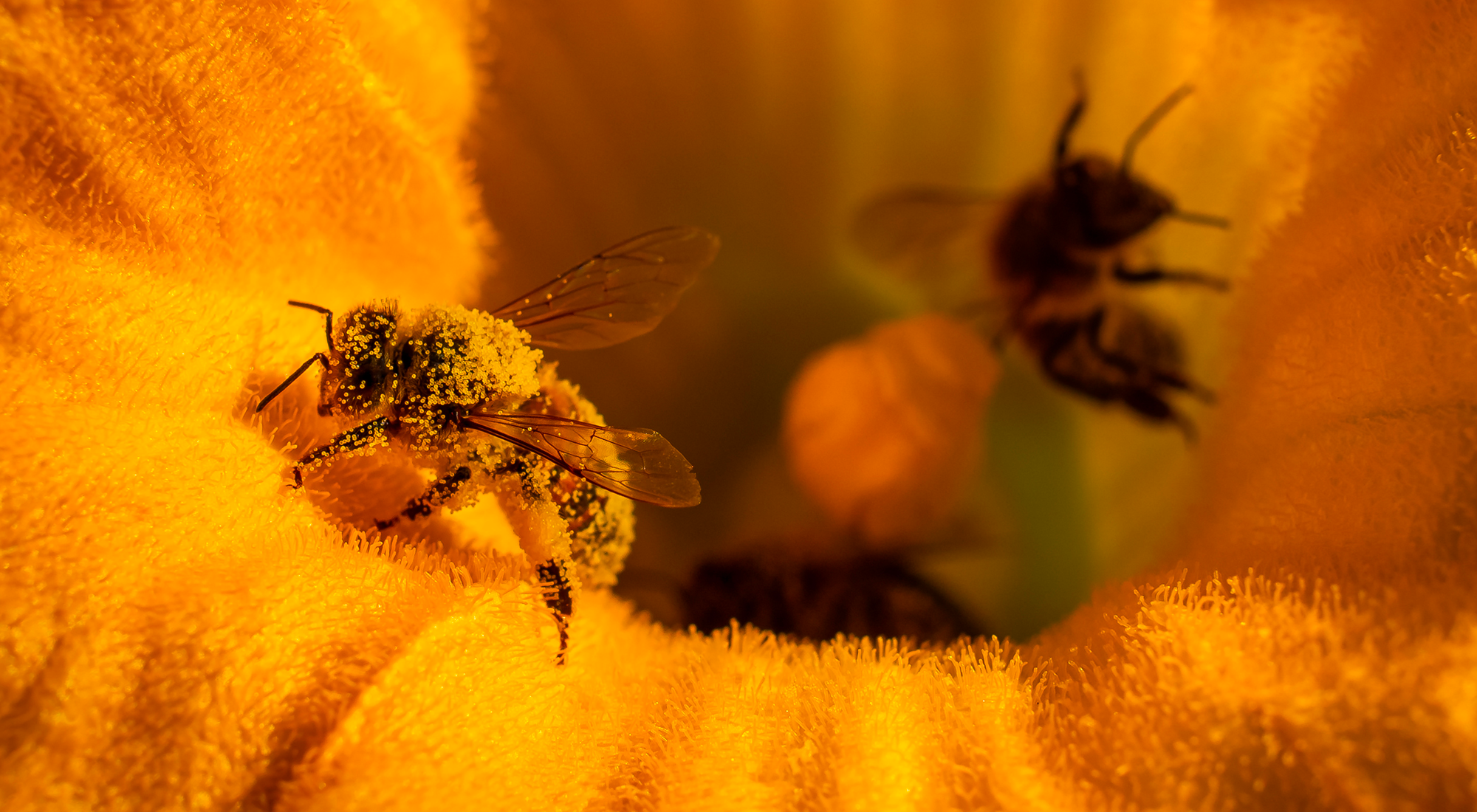 Latest Spring Fashion – Blue Pollen – Bee Informed Partnership